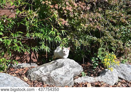 A White Street Cat On A Rock