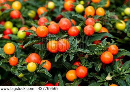 Winter Cherry Or Jerusalem Cherry Ornamental Plant For Christmas With Bright Red Berries. Solanum Ps