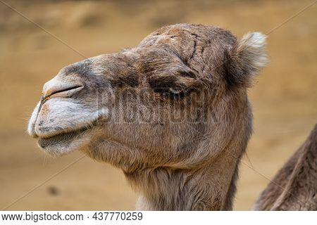 Dromedary, Camelus Dromedarius In Jerez De La Frontera, Andalusia In Spain