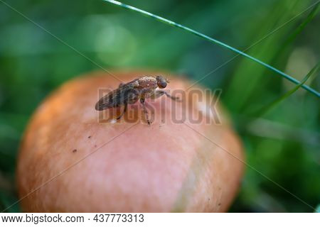 A Close-up Of A Fly-like Insect On A Mushroom.