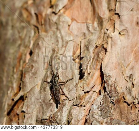 A Close-up Of A Fly, An Insect On A Tree Bark.
