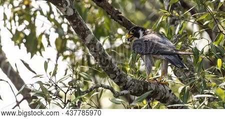 The Peregrine Falcon, Also Known As The Peregrine, And Historically As The Duck Hawk In North Americ