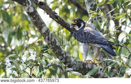 The Peregrine Falcon, Also Known As The Peregrine, And Historically As The Duck Hawk In North Americ