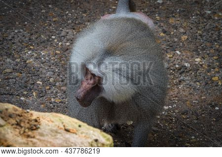 A Macaque Monkey Closeup In A Zoo In Neunkirchen, Copy Space
