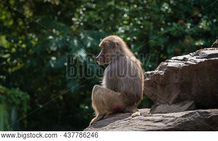 A Macaque Monkey Closeup In A Zoo In Neunkirchen, Copy Space