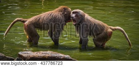 A Macaque Monkey Group In A Zoo In Neunkirchen, Copy Space