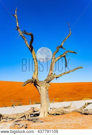 The huge moon is low on the horizon. The skeletons of dead trees.Namibia. Africa. The clay plateau Sossusflei and scenic red and orange sand dunes. The Namib Naukluft Park. 