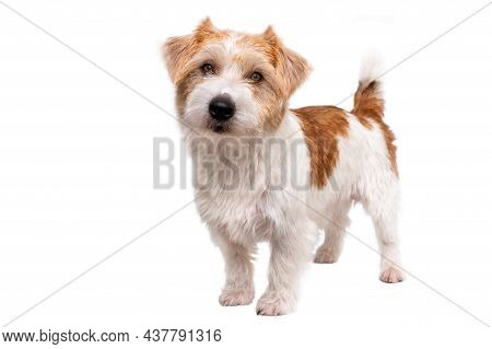 Grooming Procedure In A Veterinary Clinic. Jack Russell Terrier Puppy Before Trimming Isolated On Wh