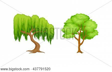 Tree With Exuberant Green Foliage And Trunk Vector Set