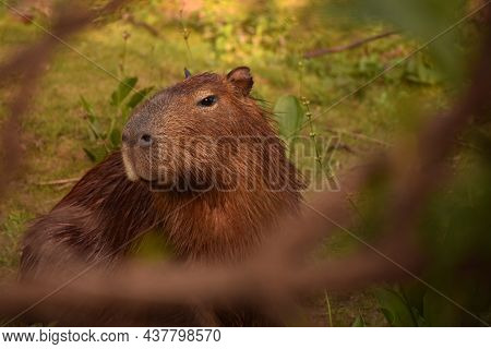 Head Shot Of A Wet Capibara Looking Toward The Afternoon Sun In Las Flores Lagoon, Buenos Aires, Arg