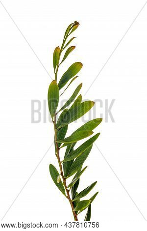 Acacia Melanoxylon Or Acacia Penninervis, Dark Green, Narrow Leaves And Small, Ball-like, Yellowish 
