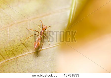 Myrmarachne Plataleoides spindel
