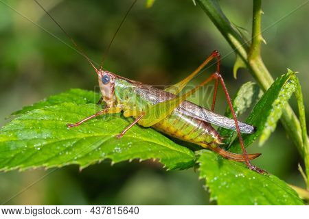 A Female Handsome Meadow Katydid (orchelimum Pulchellum) Poses On A Leaf. Raleigh, North Carolina.