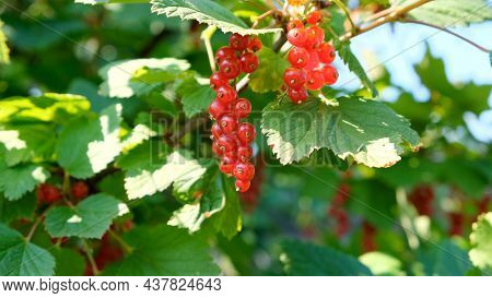 Close Up Of Ripe Redcurrant Berries Ready To Be Picked. Summer Berries In The Garden, Red Currants O