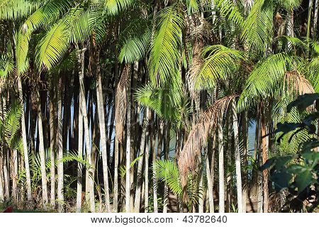 Palmetto