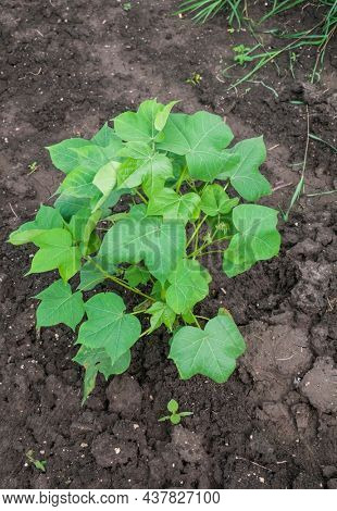 Close up of a growing cotton plant in the moist black soil. Cotton farming and agriculture.