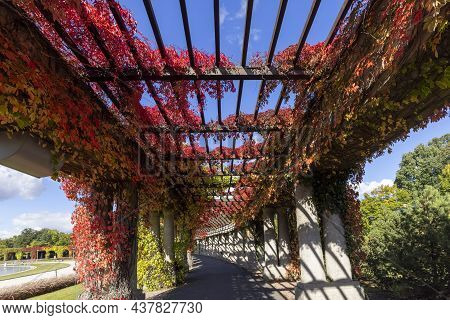 Pergola In Wroclaw On An Autumn Sunny Day, Colorful Leaves Of Virginia Creeper On A Background Of Bl