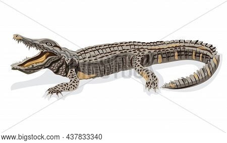 Illustration Vector Crocodile Lying In The Sun On Land Suitable For Poster Work Other Designs