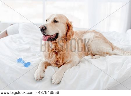Golden retriever dog lying in the bed with blue toy bone and looking back. Cute doggy resting at home with tonque out in the morning time. Portrait of pet indoors with daylight