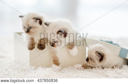 Ragdoll kittens in a gift box in light room