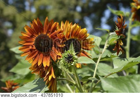 Sunflower Red Sun Flowers - Latin Name - Helianthus Annus Red Sun