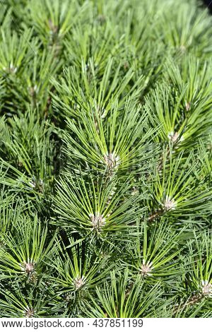 Dwarf Black Pine Pierrick Bregeon - Latin Name - Pinus Nigraa Pierrick Bregeon