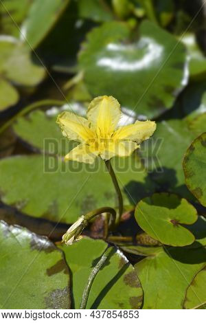 Yellow Floating Heart Flower - Latin Name - Nymphoides Peltata