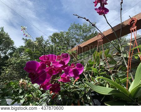 Beautiful Red And Pink Orchid At The Back Of A House
