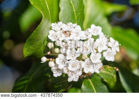 Flowers Of Japanese Privet In A Garden During Spring