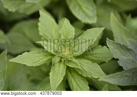 Great Blue Lobelia Flower Bud - Latin Name - Lobelia Siphilitica