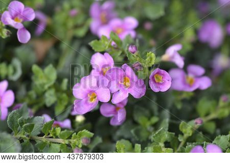 Ornamental Bacopa Pink Flowers - Latin Name - Chaenostoma Cordatum
