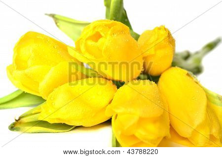 Tulpe