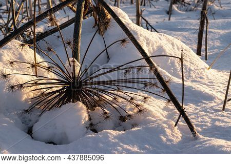 Winter Landscape. Dry Umbrellas And Stems Of Sosnovsky Hogweed In The Snow In A Snowdrift. Horizonta