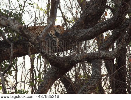 The African Leopard (panthera Pardus Pardus) Male Have A Rest Before The Hunt On The Old Tree. Sleep