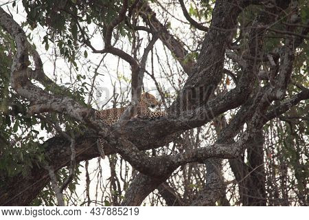 The African Leopard (panthera Pardus Pardus) Male Have A Rest Before The Hunt On The Old Tree. Hunti