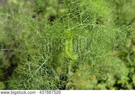 Common Fennel Leaves - Latin Name - Foeniculum Vulgare