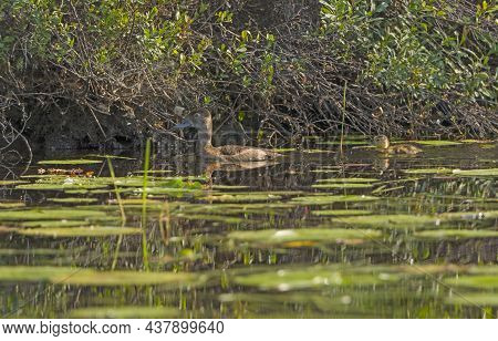 Female Redhead Duck With A Duckling In Dogtooth Lake In Ontario, Canada