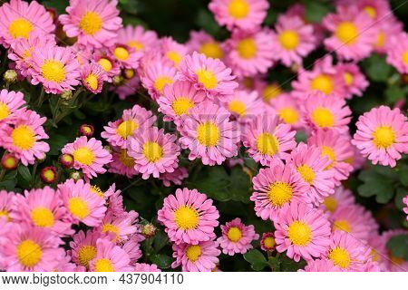 Pink Bushy Aster Flower In A Garden Environment. Aster Dumosus Rosenwichtel Texture Background