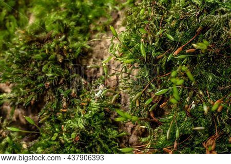 Fine Green Moss, - Brachytheciastrum Velutinum Species - Growing On Tree Bark , Closeup Detail