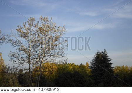 Forest During Sunset. Forest Full Of Trees. Forest And Cloudy Blue Sky. Blue Sky.nature. Landscape. 