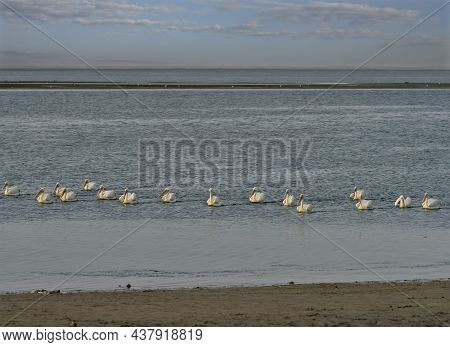 West Africa. Mauritania. A Flock Of Pelicans Swim Near The Atlantic Ocean In The Banc National Natur