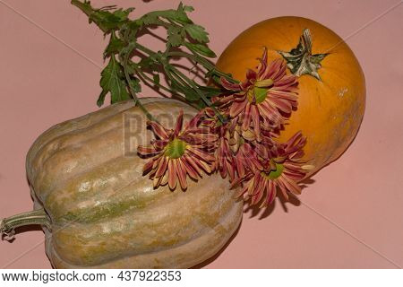 Pumpkin Very Big Vegetabl And Colorful Chrysanthemum