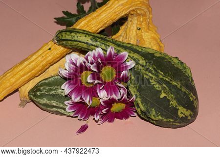 Pumpkin Very Nice Colorful Vegetabl And Nice Chrysanthemum
