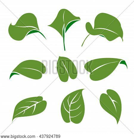 Collection Leaf Icon Set Illustration, Eco, Green, Natural Set On White Background.