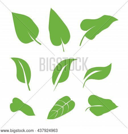 Collection Leaf Icon Set Illustration, Eco, Green, Natural Set On White Background.
