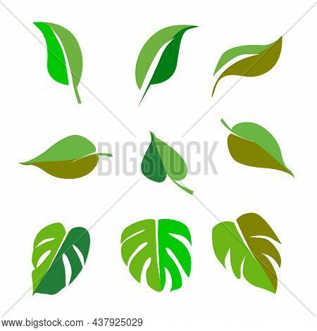 Collection Leaf Icon Set Illustration, Eco, Green, Natural Set On White Background.