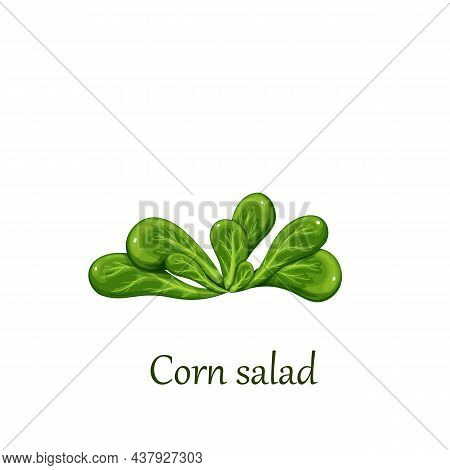 Corn Salad Plant, Lambs Lettuce. Vector Illustration.