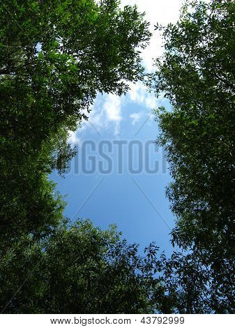 blue sky among branches of trees
