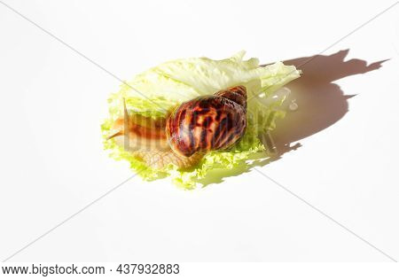 Giant Tropical Brown Snail Achatina Eating Green Lettuce Over White Background. Baby Snail Akhatina