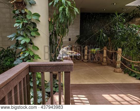Chicago, Il May 2, 2021, Mccormick Bird House, Sunbittern Eurypyga Helias Bird Perched On A Porch Ra